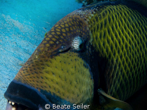 Trigger fish , no cropping ! by Beate Seiler 